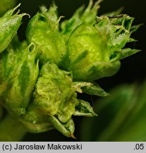 Amaranthus blitoides (szarłat komosowaty)