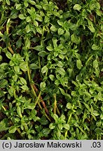 Amaranthus blitoides (szarłat komosowaty)