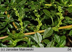 Amaranthus blitoides (szarłat komosowaty)