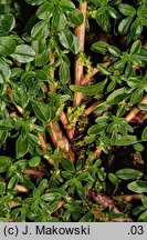 Amaranthus blitoides (szarłat komosowaty)