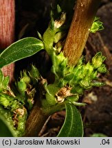 Amaranthus blitoides (szarłat komosowaty)