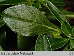 Amaranthus blitoides (szarłat komosowaty)