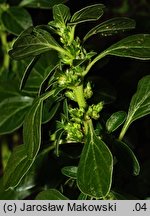 Amaranthus blitoides (szarłat komosowaty)