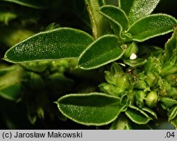 Amaranthus blitoides (szarłat komosowaty)