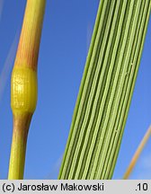 Ammophila arenaria