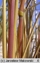 Ammophila arenaria