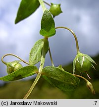 Anagallis arvensis