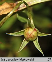 Anagallis monelli (anagalis)