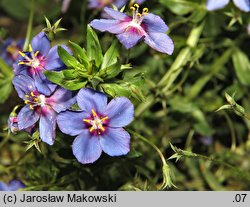 Anagallis monelli (anagalis)