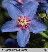 Anagallis monelli (anagalis)