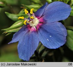 Anagallis monelli (anagalis)