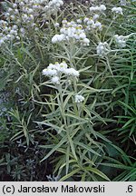 Anaphalis margaritacea (anafalis perłowy)