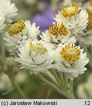 Anaphalis margaritacea (anafalis perłowy)