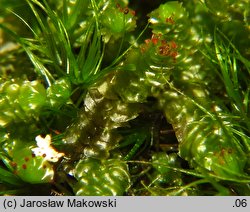 Anastrepta orcadensis (podwijka orkadeńska)