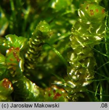 Anastrepta orcadensis (podwijka orkadeńska)