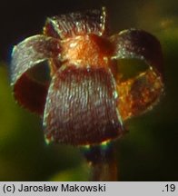 Andreaea rupestris (naleźlina skalna)