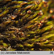 Andreaea rupestris (naleźlina skalna)