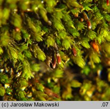 Andreaea rupestris (naleźlina skalna)