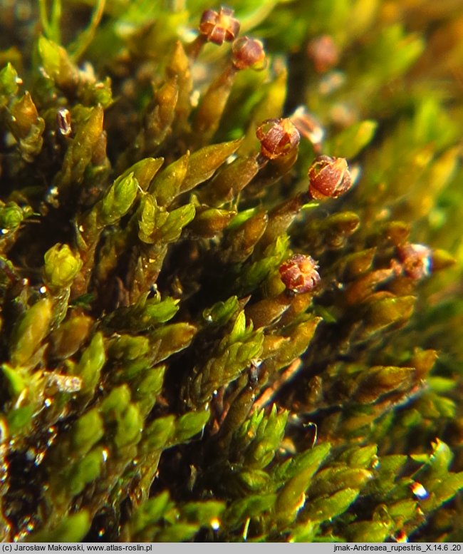 Andreaea rupestris (naleźlina skalna)