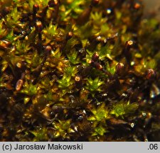 Andreaea rupestris (naleźlina skalna)