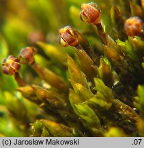 Andreaea rupestris (naleźlina skalna)