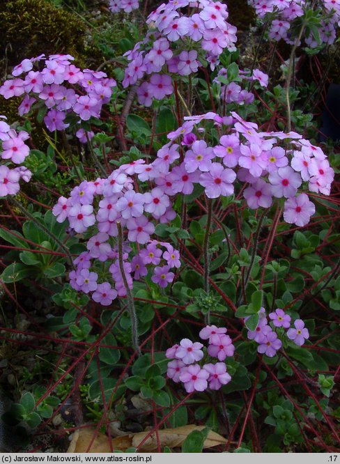 Androsace sarmentosa (naradka odroślowa)