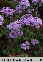 Androsace sarmentosa (naradka odroślowa)