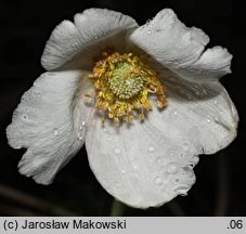 Anemone sylvestris (zawilec wielkokwiatowy)