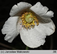 Anemonoides sylvestris (zawilec wielkokwiatowy)