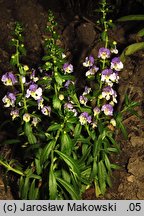 Angelonia angustifolia (angelonia wąskolistna)