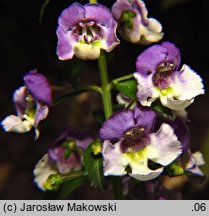 Angelonia angustifolia (angelonia wąskolistna)