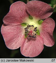 Anisodontea capensis