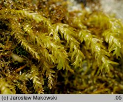 Anomodon attenuatus (zwiślik maczugowaty)