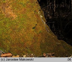 Anomodon longifolius (zwiślik długolistny)