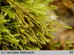 Anomodon longifolius (zwiślik długolistny)