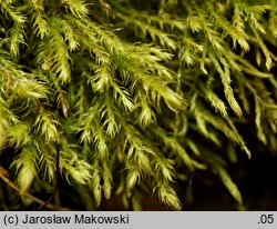 Anomodon longifolius (zwiślik długolistny)