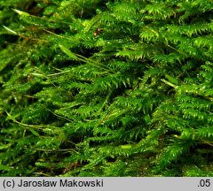 Anomodon viticulosus (zwiślik wiciowy)