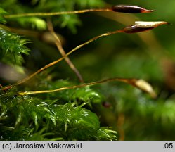 Anomodon viticulosus (zwiślik wiciowy)