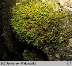 Anomodon viticulosus (zwiślik wiciowy)