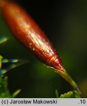 Anomodon viticulosus (zwiślik wiciowy)