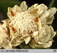 Antennaria dioica (ukwap dwupienny)