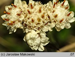 Antennaria dioica (ukwap dwupienny)