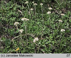 Antennaria dioica (ukwap dwupienny)