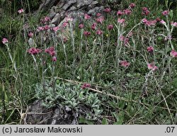 Antennaria dioica (ukwap dwupienny)