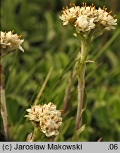 Antennaria dioica (ukwap dwupienny)