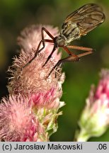 Antennaria dioica (ukwap dwupienny)