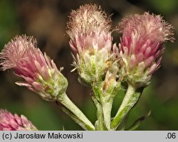 Antennaria dioica (ukwap dwupienny)