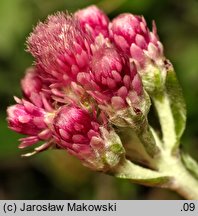 Antennaria dioica (ukwap dwupienny)