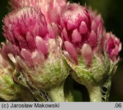 Antennaria dioica (ukwap dwupienny)