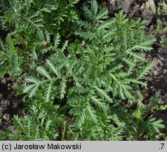 Anthemis tinctoria (rumian żółty)